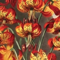 the-superb-lily-thornton-vintage-salon-pomaranczowy-fragment.webp