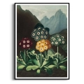 the-auriculas-thornton-vintage-salon-gory-plakat-czarna_web.webp