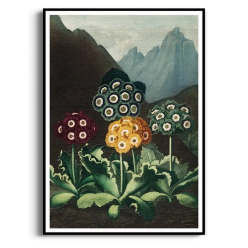 the-auriculas-thornton-vintage-salon-gory-plakat-czarna_web.webp