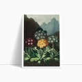 the-auriculas-thornton-vintage-salon-gory-plakat-bok_web.webp