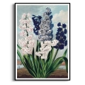 the-hyacinths-thornton-vintage-salon-niebieski-plakat-czarna_web.webp