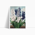 the-hyacinths-thornton-vintage-salon-niebieski-plakat-bok_web.webp