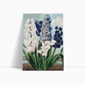 the-hyacinths-thornton-vintage-salon-niebieski-bm-plakat-bok_web.webp