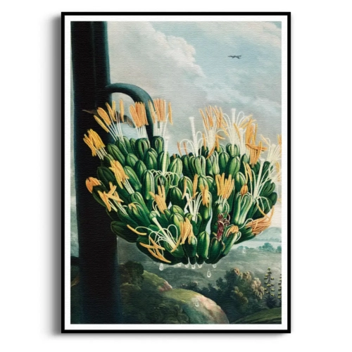 the-night-blowing-cereus-thornton-vintage-salon-zolty-plakat-czarna_web.webp