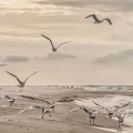 mewy-na-plazy-i-wzburzone-morze-boho-bezowy-fragment.webp