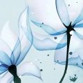 zestaw-2-plakatow-akwarela-niebieskie-kwiaty-III-fragment.webp