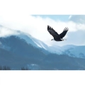 obraz-szklo-orzel-w-locie-motyw.webp
