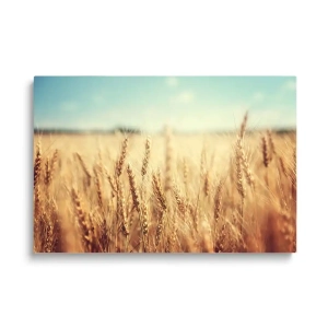 Obraz na szkle - Złota pszenica - Łąka, Pszenica, Natura, Zboże, Krajobraz, Pejzaż