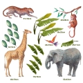 naklejki-scienne-dla-dzieci-safari-III-wymiary kompletu.webp