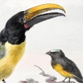 aert-schouman-three-birds-ptaki-plakat-fragment.webp