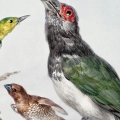 aert-schouman-four-birds-ptaki-na-galezi-plakat-fragment.webp
