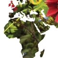 mapa-swiata-kwiaty-rosliny-zielony-czerwony-plakat-fragment.webp