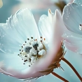 zestaw-2-plakatow-biale-kwiaty-z-rosa-niebiesko-bialy-fragment.webp