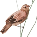 polne-kwiaty-i-ptak-vi-botaniczny-plakat-fragment.webp