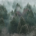 zestaw-2-plakatow-las-we-mgle-mglisty-las-drzewa-dyptyk-fragment.webp