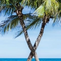 palmy-plaza-morze-styl-nadmorski-plakat-fragment.webp
