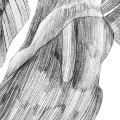 szkic-botaniczny-styl-skandynawski-plakat-fragment.webp
