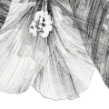 szkic-botaniczny-styl-skandynawski-plakat-fragment.webp