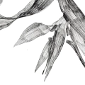 szkic-botaniczny-styl-skandynawski-plakat-fragment.webp