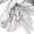 szkic-botaniczny-styl-skandynawski-plakat-fragment.webp