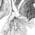 zestaw-plakatow-szkicowane-liscie-monstera-dyptyk-fragment.webp