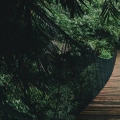 zestaw-plakatow-dyptyk-wiszacy-most-w-dzungli-fragment.webp