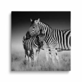 Obraz na płótnie zebry