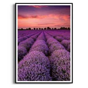 Plakat - Pole Lawendy Zachód Słońca do Salonu Sypialni, Fioletowy Krajobraz Przyroda, Boho