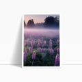 zestaw-plakatow-mglista-laka-wschod-slonca-do-salonu-sypialni -bok1.webp