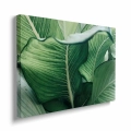 obraz-na -plotnie-soczyste-zielone-liscie-bok.webp