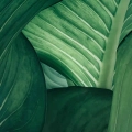 obraz-na -plotnie-soczyste-zielone-liscie-fragment.webp