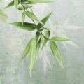 fototapeta-scienna-zielone-galazki-na-przetartym-tle-fragment.webp