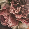 obraz-na-plotnie-bukiet-piwonii-fragment.webp