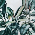 obraz-na-plotnie-zielone-liscie-fikusa-fragment.webp