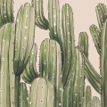 fototapeta-scienna-smukle-kaktusy-fragment.webp