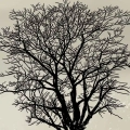 obraz-na-szkle-akrylowym-samotne drzewa-II-fragment.webp