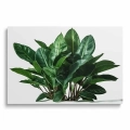 obraz-na-szkle-akrylowym-bukiet-zielonych-lisci-przod.webp