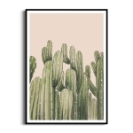 Plakat - Smukłe kaktusy