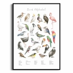 Plakat - Ptasi alfabet