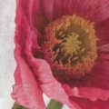 Plakat Delikatne duże kwiaty fragment