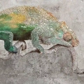 plakat-fragment-zielony-kameleon-na-betonie.webp