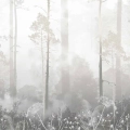 fototapeta-pejzaz-zamglonego-lasu-fragment.webp