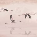 obraz-szklo-lot-flamingow-fragment.webp