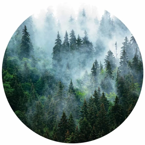 Fototapeta okrągła-Mgła nad zielonym lasem- przod.webp