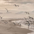 obraz-na-szkle-akrylowym-mewy-odlatujace-z-plazy-nad-baltykiem-nadmorski-krajobraz-fragment.webp