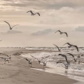 obraz-szklo-mewy-odlatujace-z-plazy-nad-baltykiem-nadmorski-krajobraz-fragment.webp