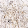 fototapeta-kwiaty-irysy-szkic-iris-sketch-fragment.webp