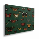 Obraz na płótnie - Motyle