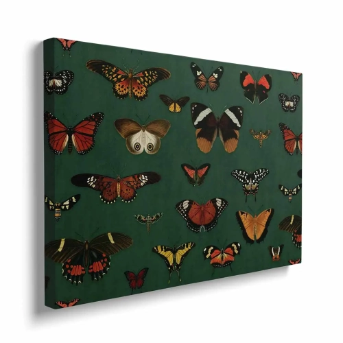 obraz-na-plotnie-motyle-bok.webp